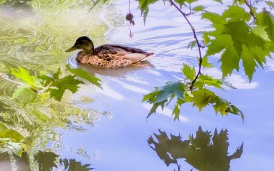 Help Shape the Future of Eastbourne’s Parks and Open Spaces